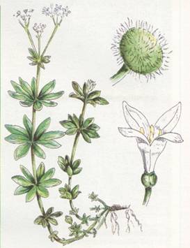 گل مروارید عطری